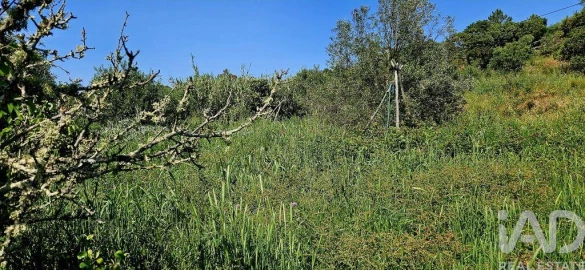 Terreno para Venda em Budens