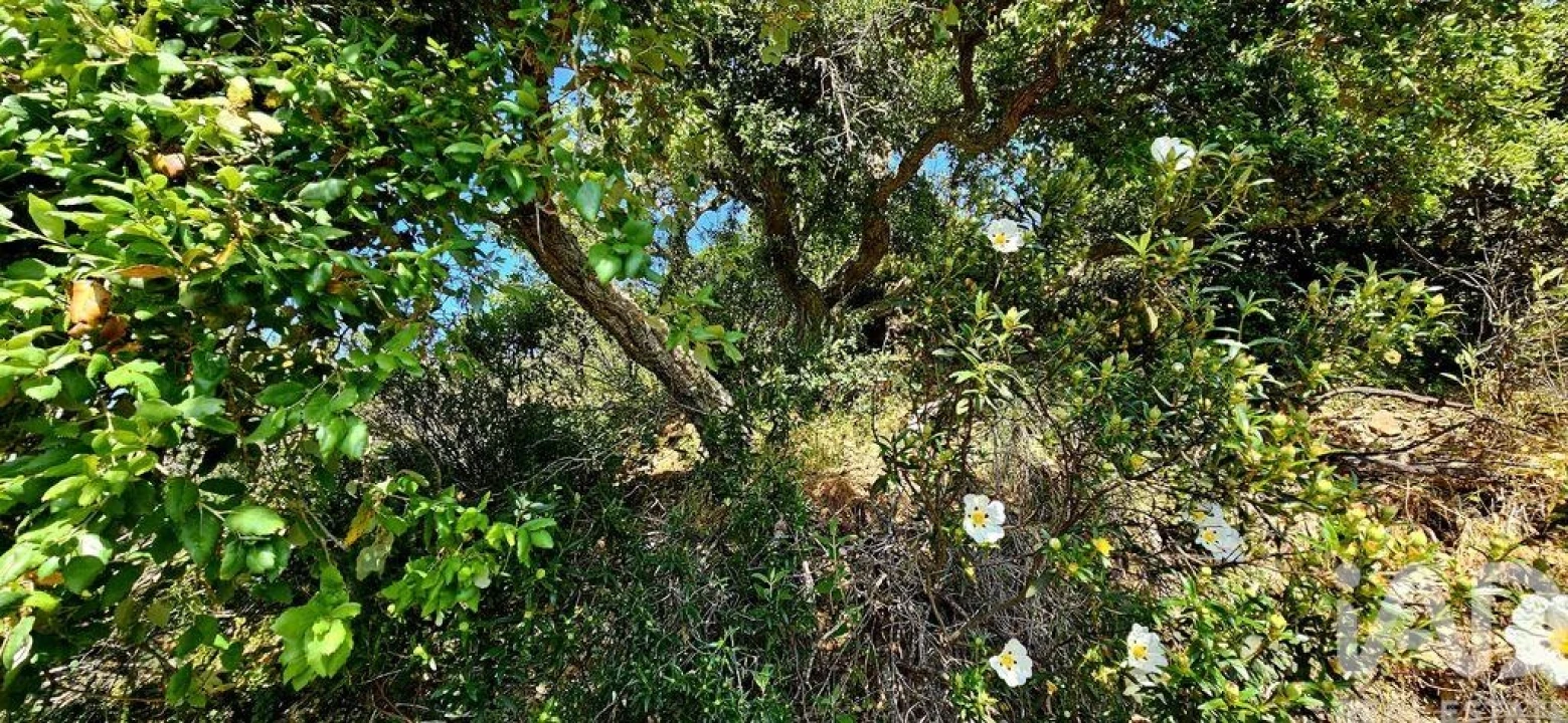 Terreno para Venda em Budens Foto 4