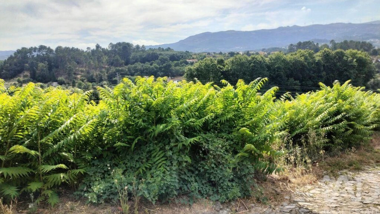Terreno para Venda em Pena, Quintã e Vila Cova Foto 23