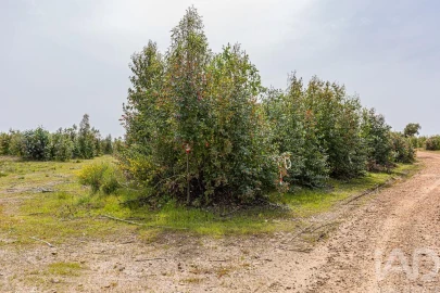 Terreno para Venda em Bemposta