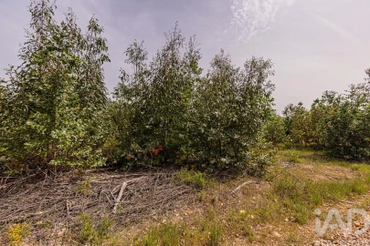 Terreno para Venda em Bemposta
