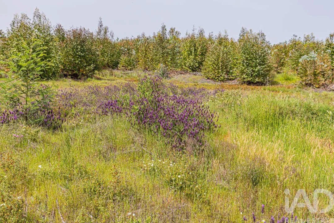 Terreno para Venda em Bemposta Foto 10