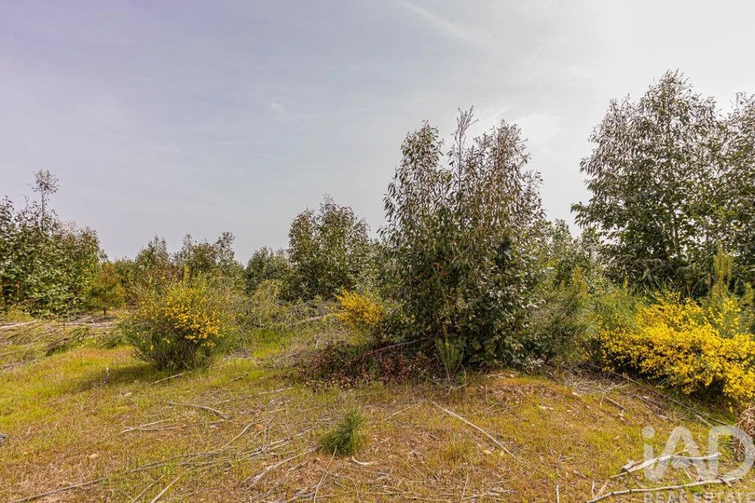 Terreno para Venda em Bemposta Foto 15