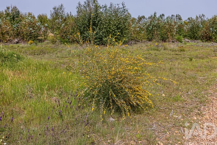 Terreno para Venda em Bemposta Foto 9