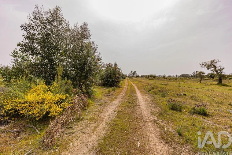Terreno para Venda em Bemposta Foto 14