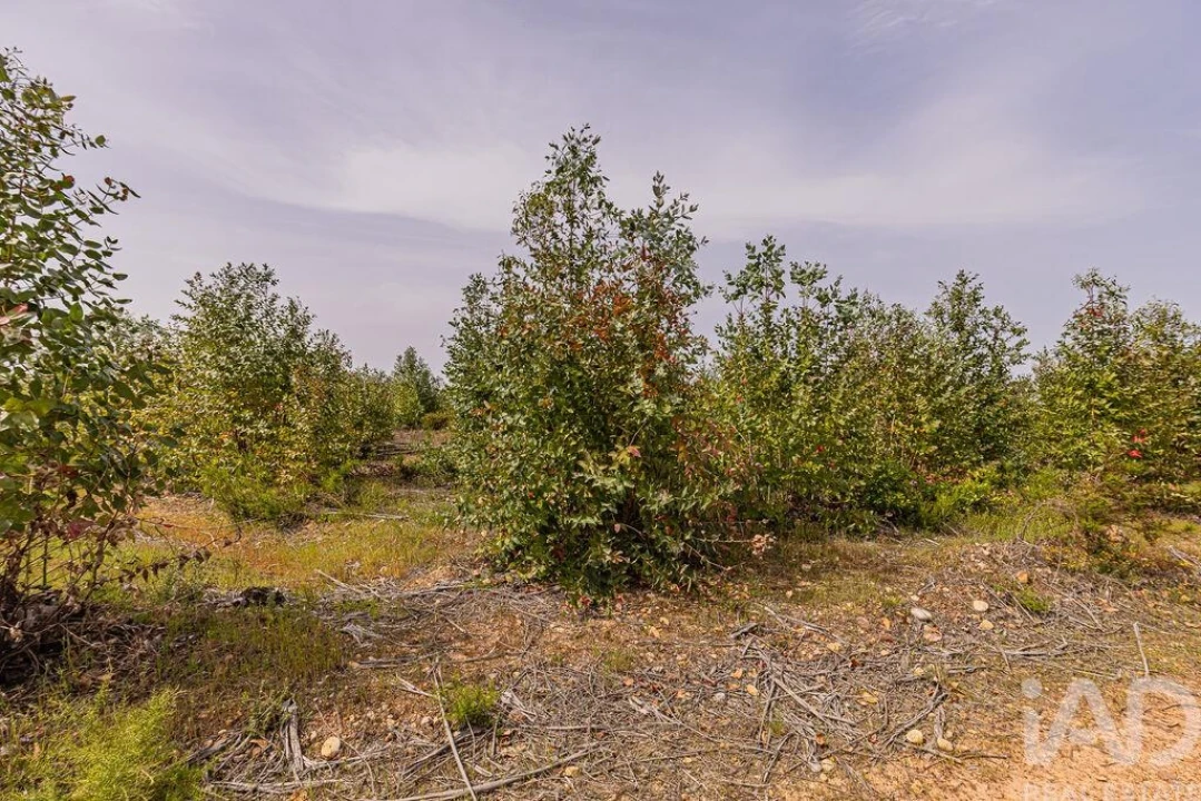 Terreno para Venda em Bemposta Foto 7