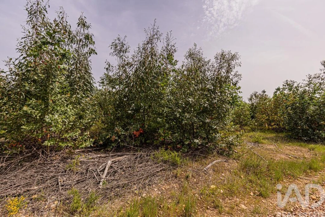 Terreno para Venda em Bemposta Foto 8