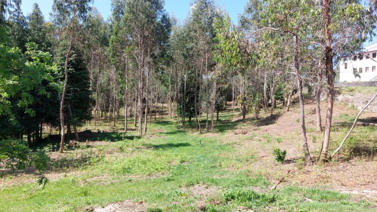 Terreno para Venda em Tabuaças Foto 14
