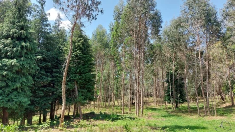 Terreno para Venda em Tabuaças