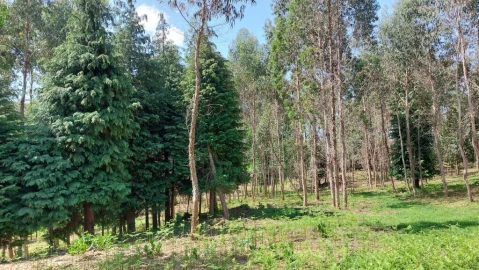 Terreno para Venda em Tabuaças