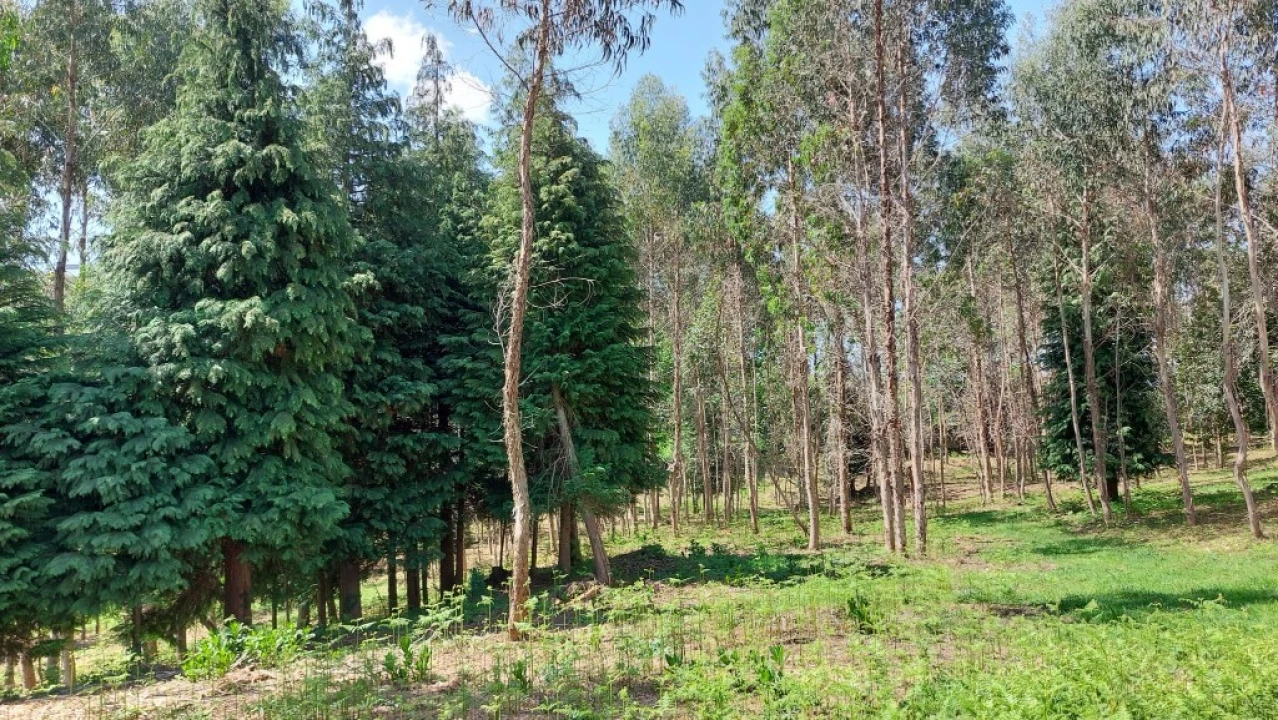 Terreno para Venda em Tabuaças Foto 23