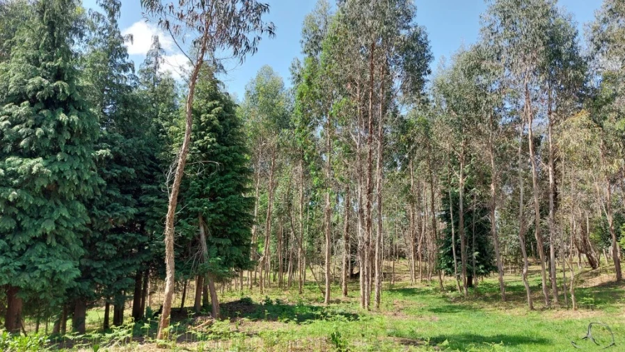 Terreno para Venda em Tabuaças Foto 25