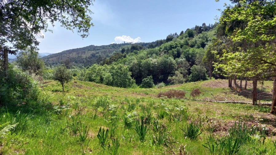 Terreno para Venda em Tabuaças Foto 2