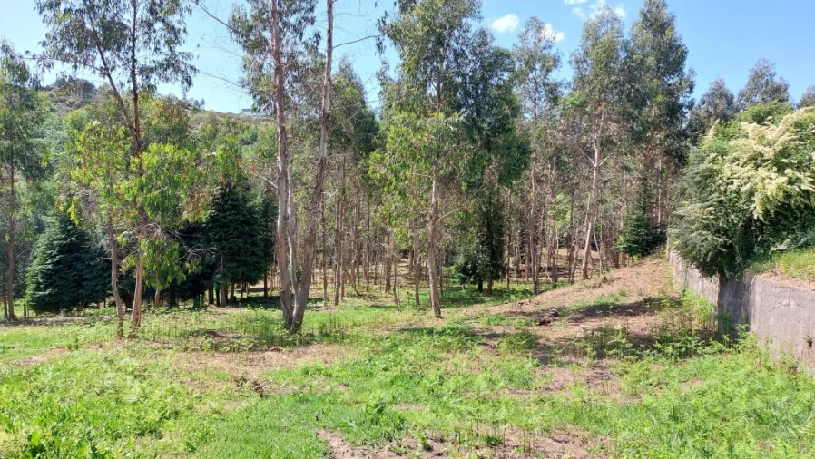 Terreno para Venda em Tabuaças Foto 12
