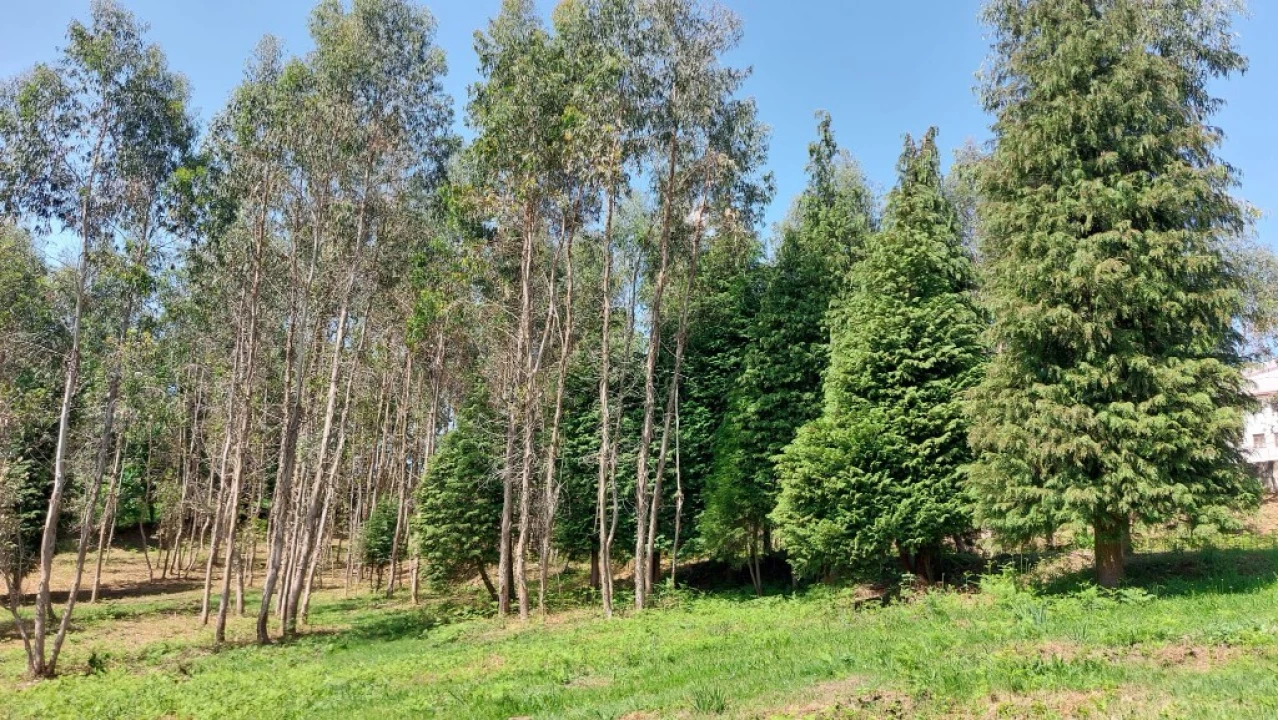 Terreno para Venda em Tabuaças Foto 20