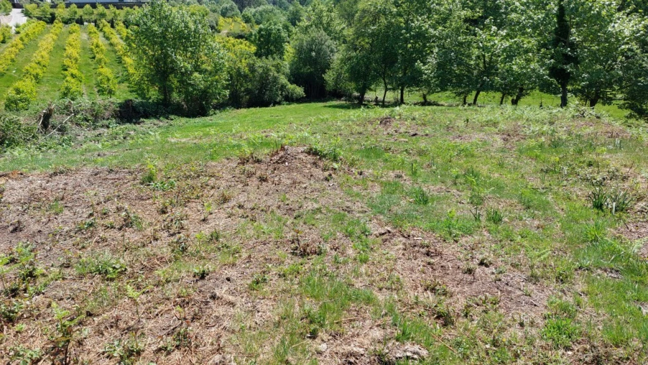 Terreno para Venda em Tabuaças Foto 18