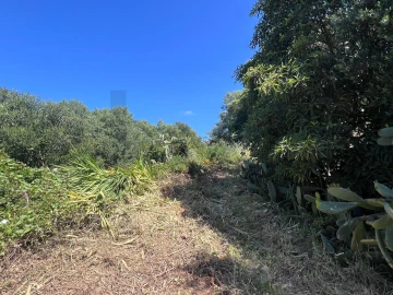 Terreno para Venda em Alcabideche