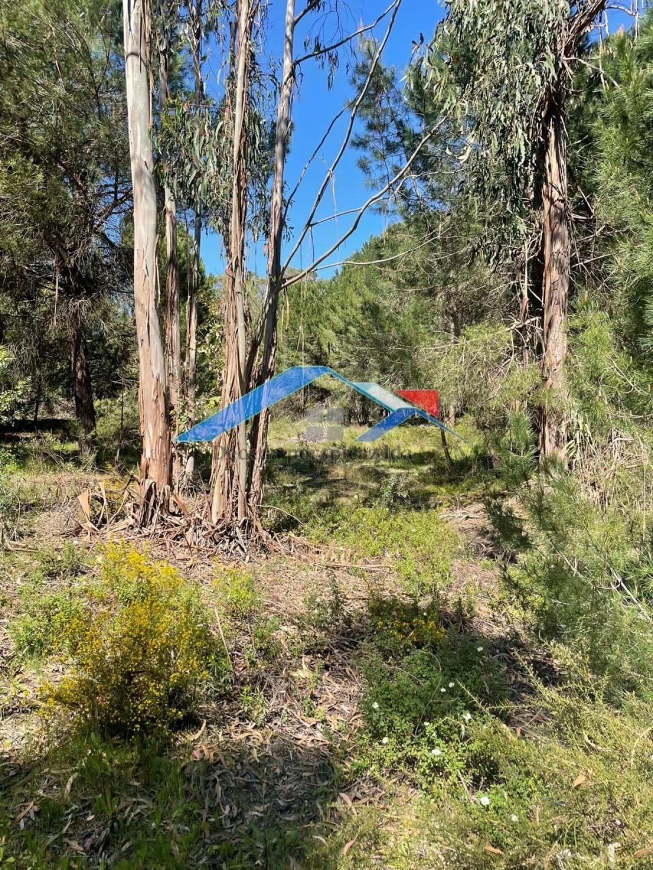 Terreno para Venda em Branca Foto 5