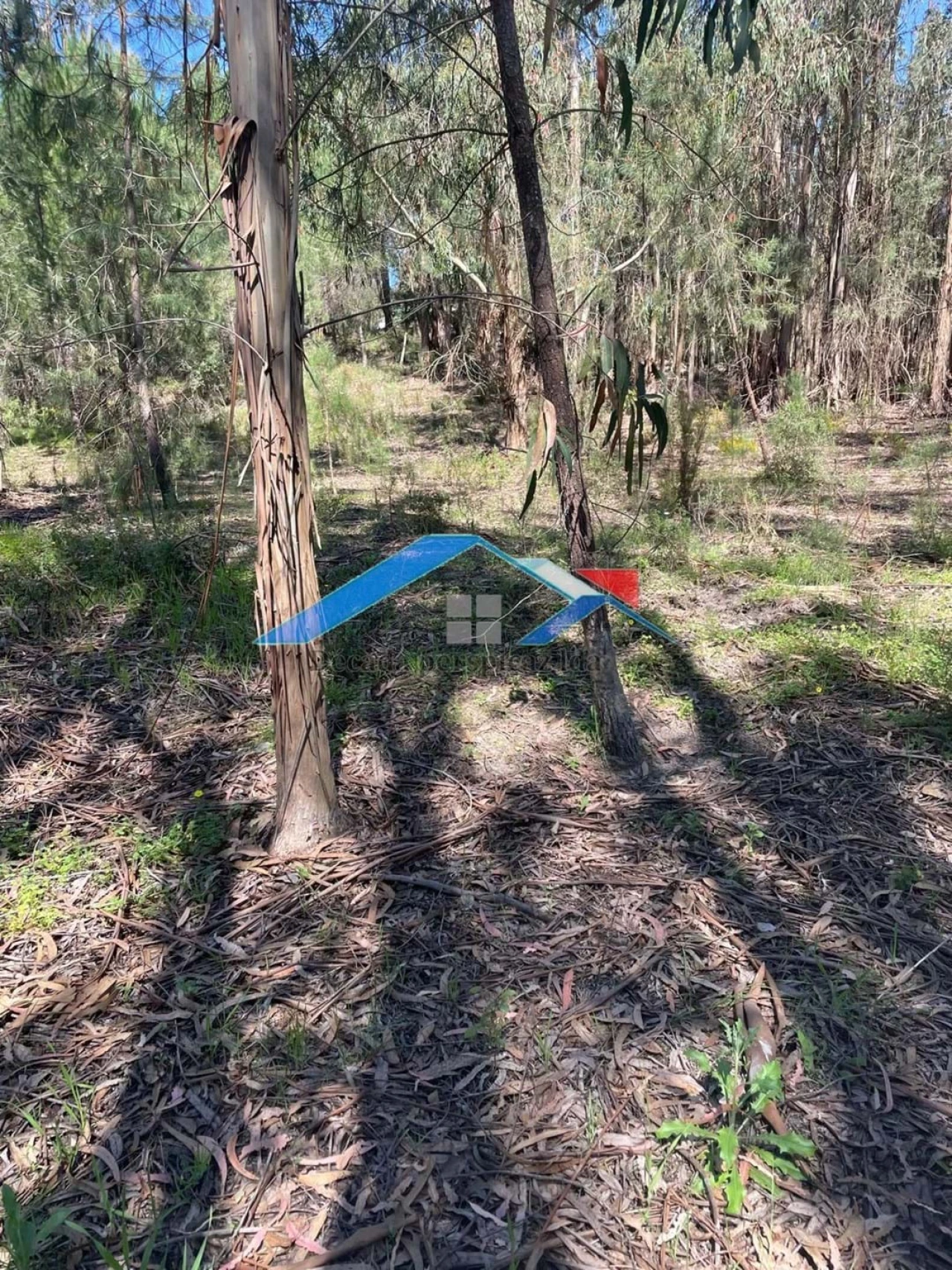 Terreno para Venda em Branca Foto 4