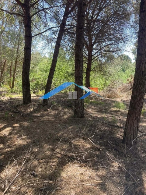 Terreno para Venda em Branca