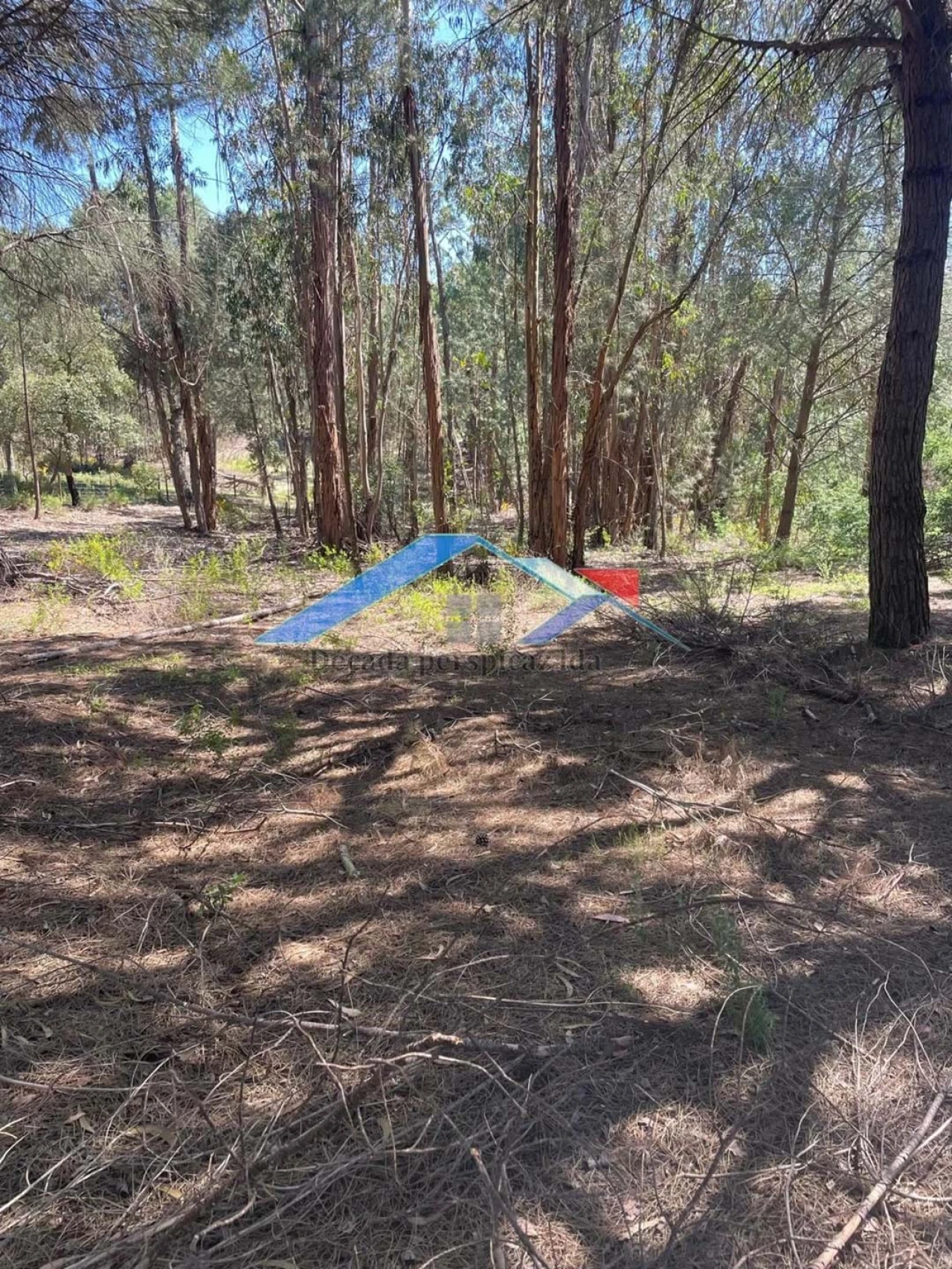 Terreno para Venda em Branca Foto 1