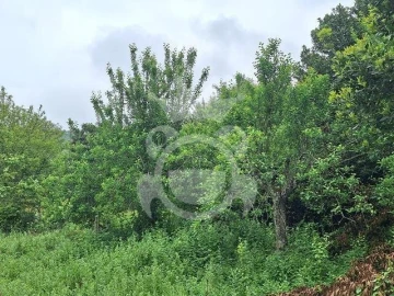 Quinta T0 para Venda em Portel