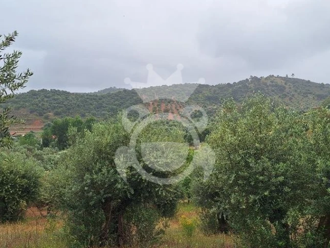 Quinta T0 para Venda em Portel Foto 8