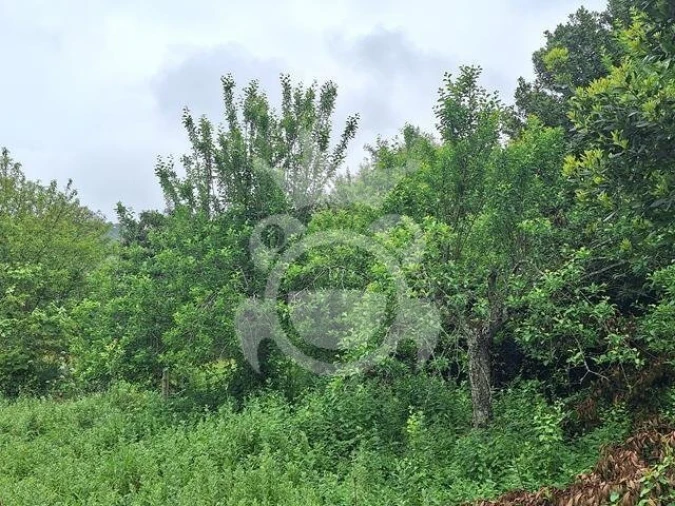 Quinta T0 para Venda em Portel Foto 14