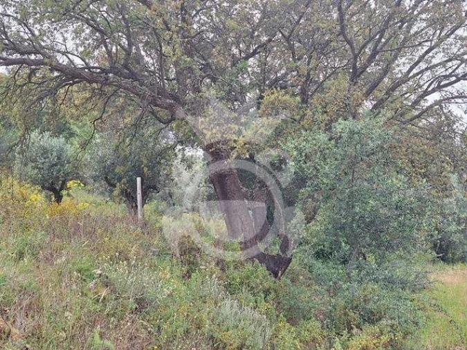 Quinta T0 para Venda em Portel Foto 5