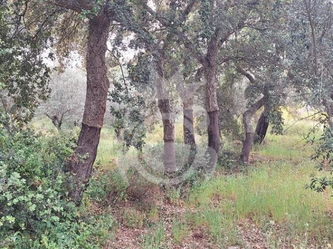 Quinta T0 para Venda em Portel Foto 6