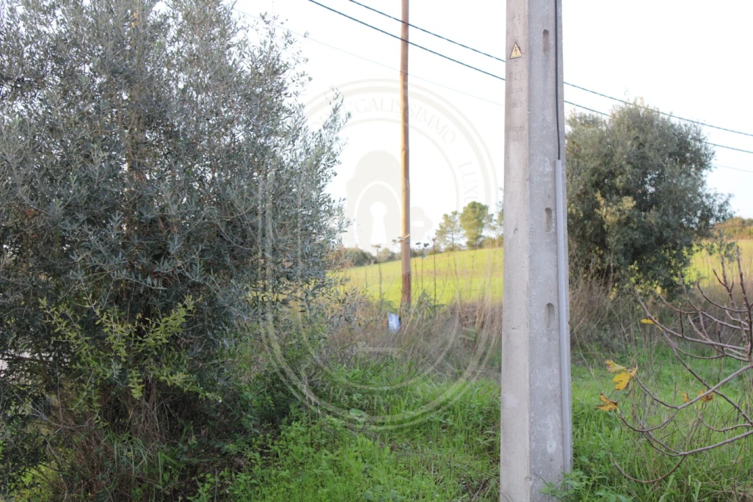 Terreno para Venda em Madalena e Beselga Foto 18