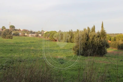 Terreno para Venda em Madalena e Beselga