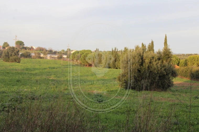 Terreno para Venda em Madalena e Beselga Foto 6