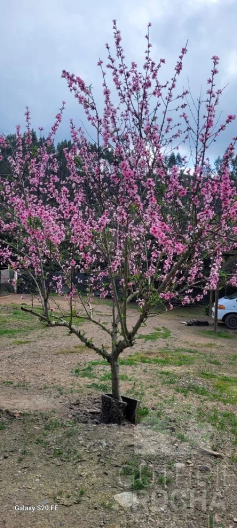 Quinta T1 para Venda em São Teotónio