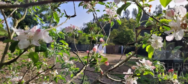 Quinta T1 para Venda em São Teotónio