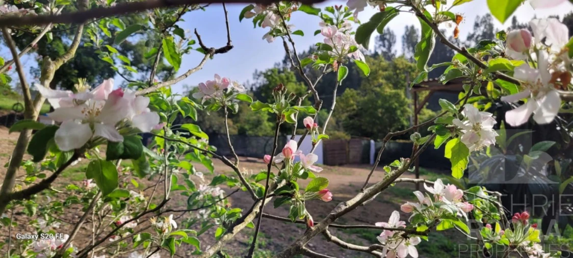 Quinta T1 para Venda em São Teotónio Foto 27