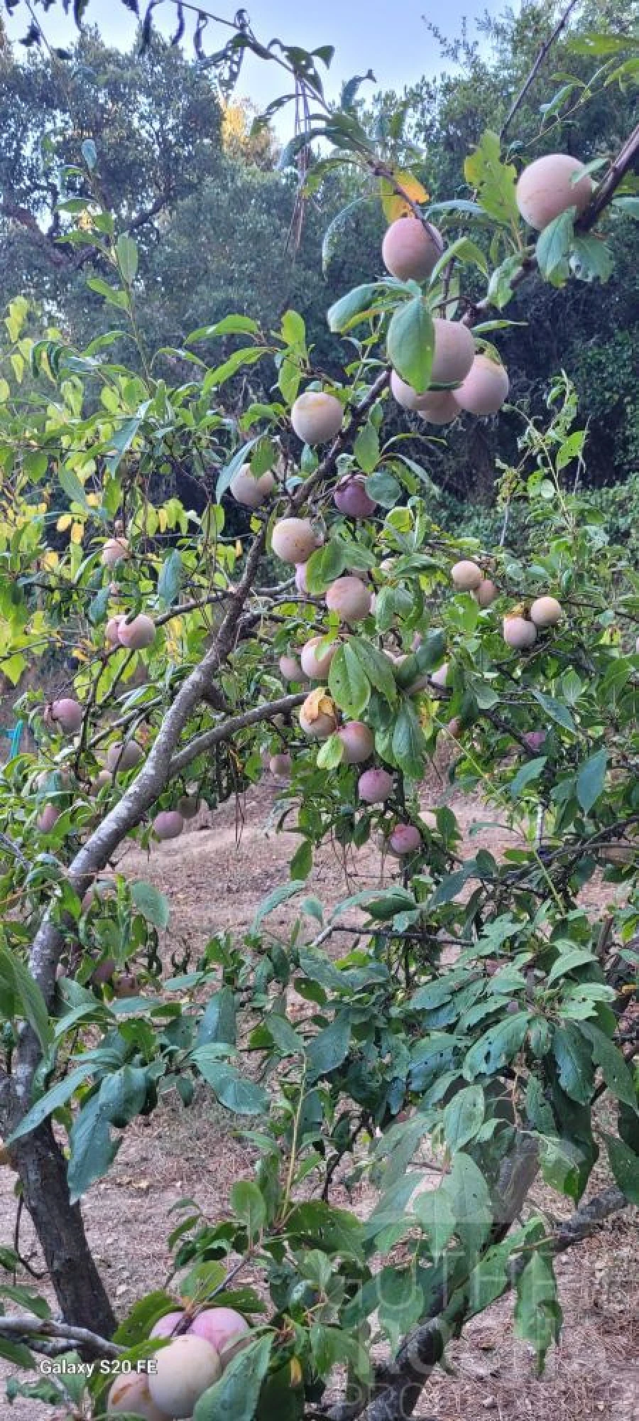 Quinta T1 para Venda em São Teotónio Foto 25