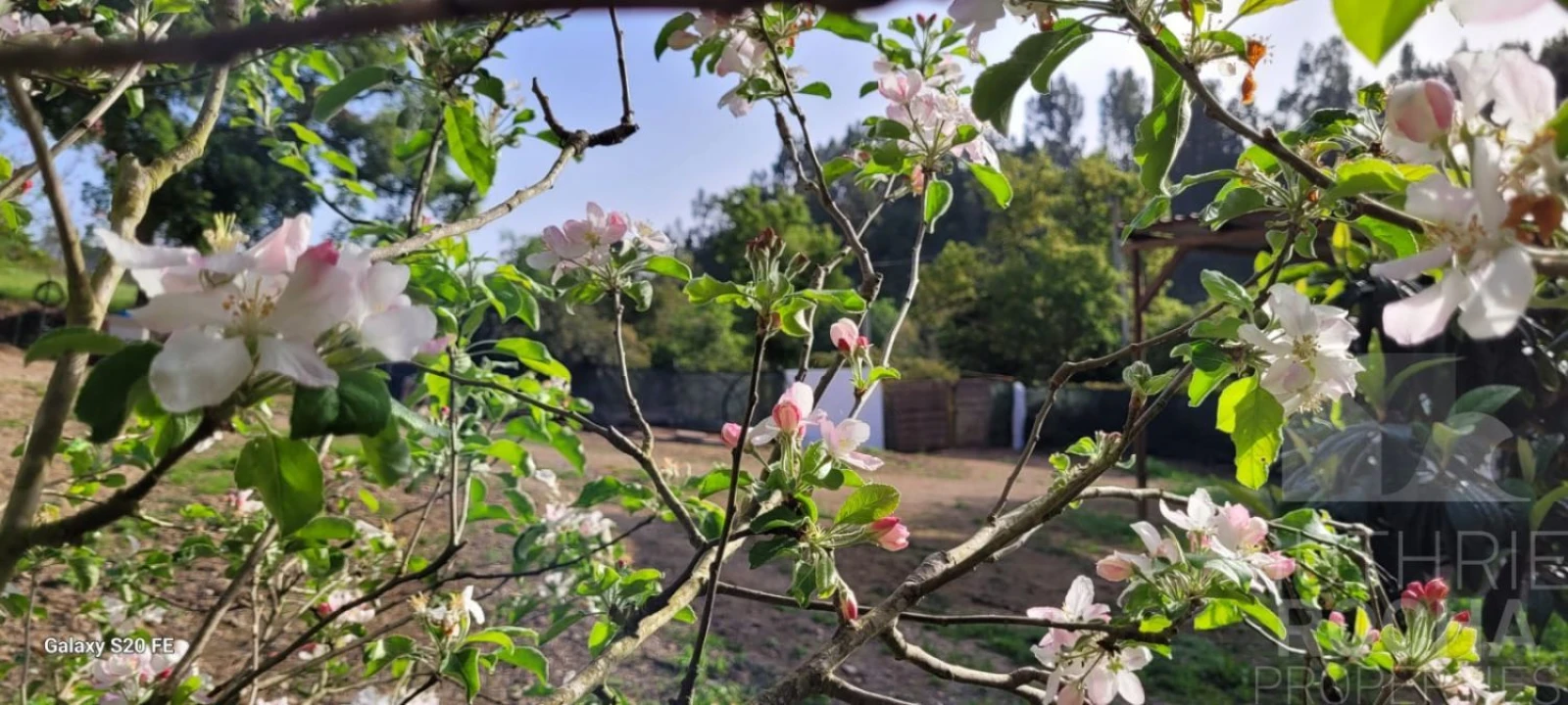 Quinta T1 para Venda em São Teotónio Foto 27