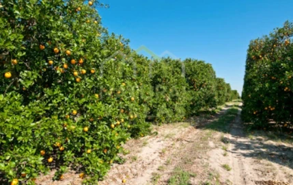Terreno Agricola ou Rústico para Venda em Conceição e Estoi