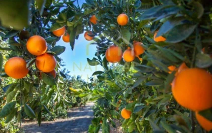 Terreno Agricola ou Rústico para Venda em Conceição e Estoi