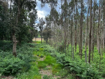 Terreno para Venda em Arrifana