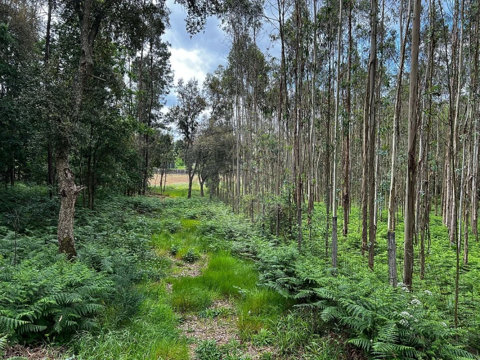 Terreno para Venda em Arrifana Foto 4