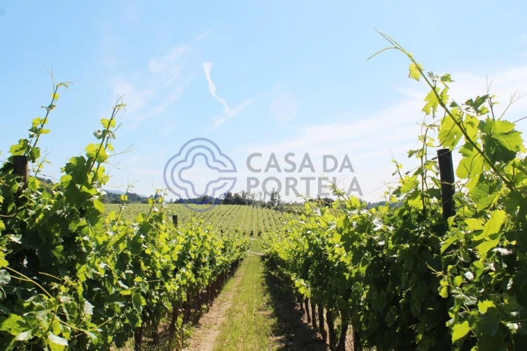 Quinta T5 para Venda em Moimenta da Serra e Vinhó Foto 8