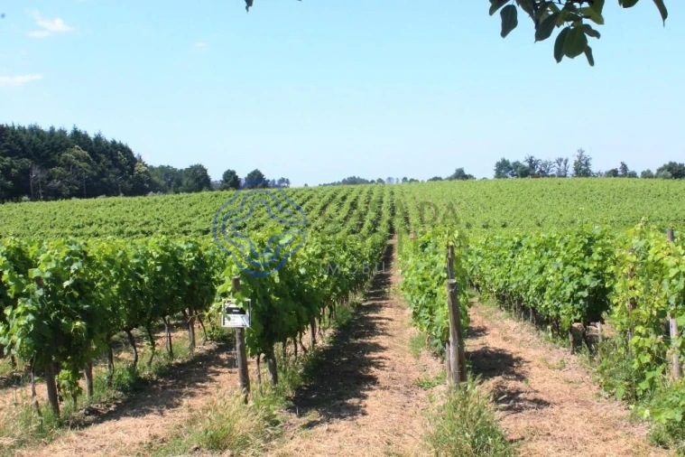 Quinta T5 para Venda em Moimenta da Serra e Vinhó Foto 9