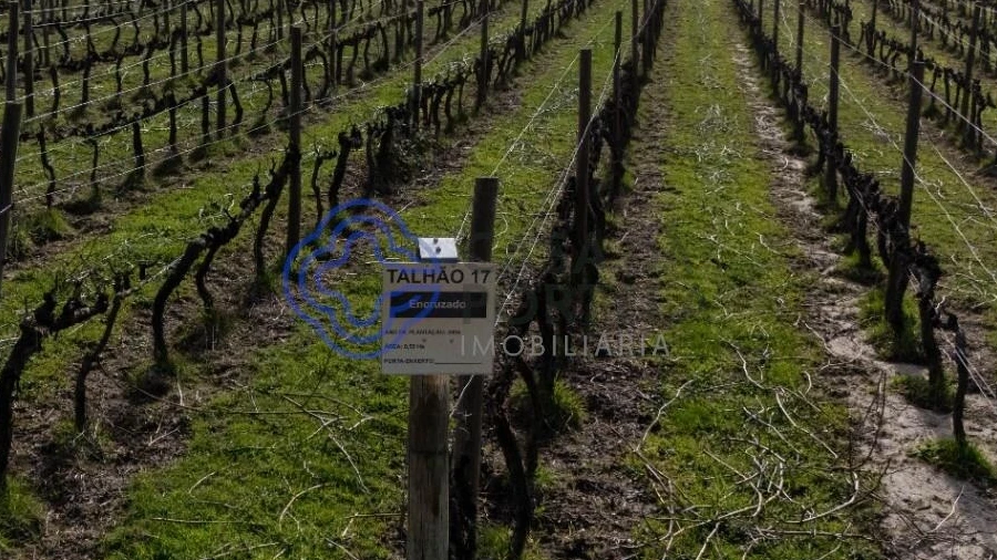 Quinta T5 para Venda em Moimenta da Serra e Vinhó