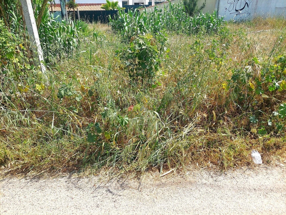 Terreno para Venda em Azeitão (São Lourenço e São Simão) Foto 8