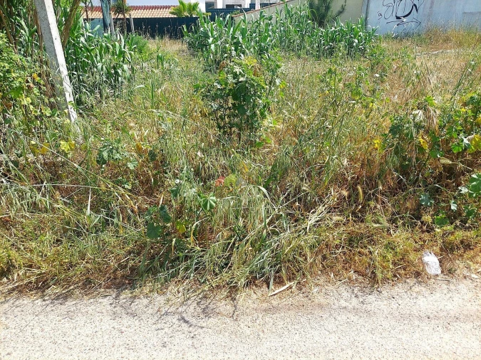 Terreno para Venda em Azeitão (São Lourenço e São Simão) Foto 8