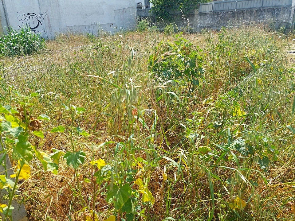 Terreno para Venda em Azeitão (São Lourenço e São Simão) Foto 7