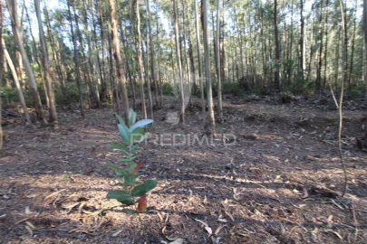 Terreno para Venda em Luzim e Vila Cova