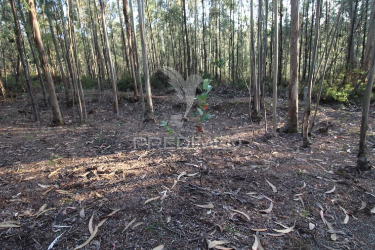 Terreno para Venda em Luzim e Vila Cova Foto 2